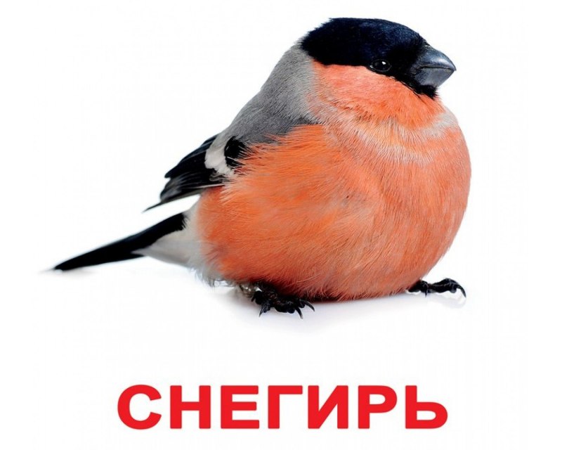 Изображение птиц для детей