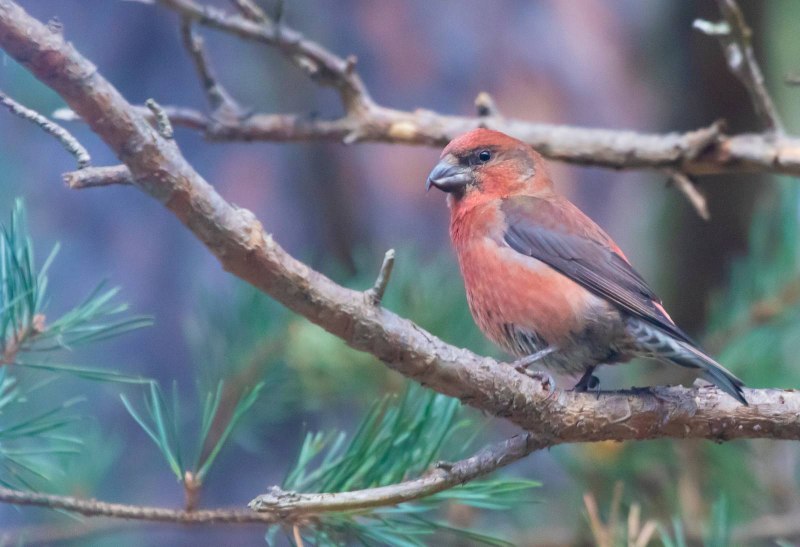 Loxia curvirostra Linnaeus