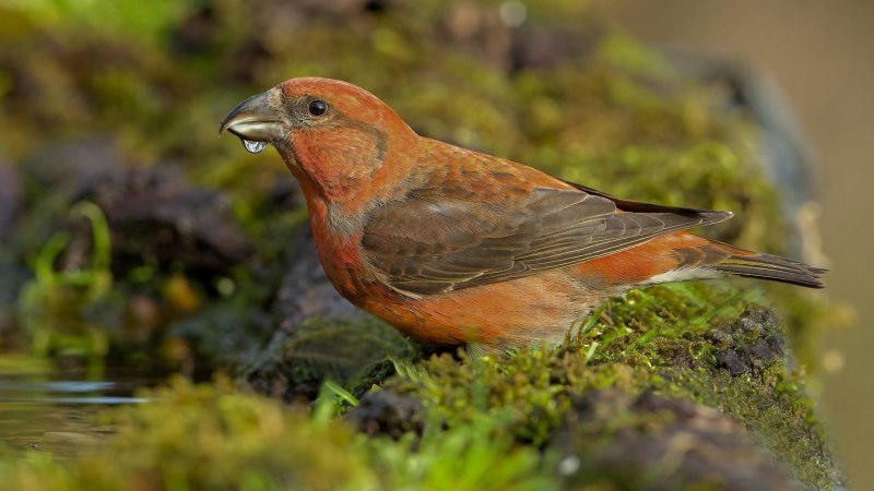 Клёст-Сосновик Loxia pytyopsittacus