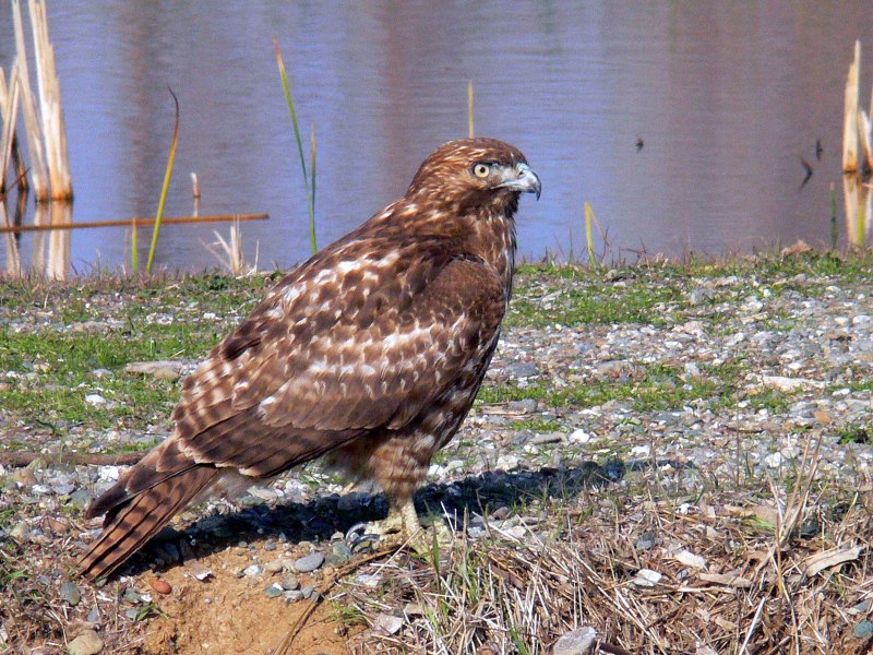 Королевский канюк