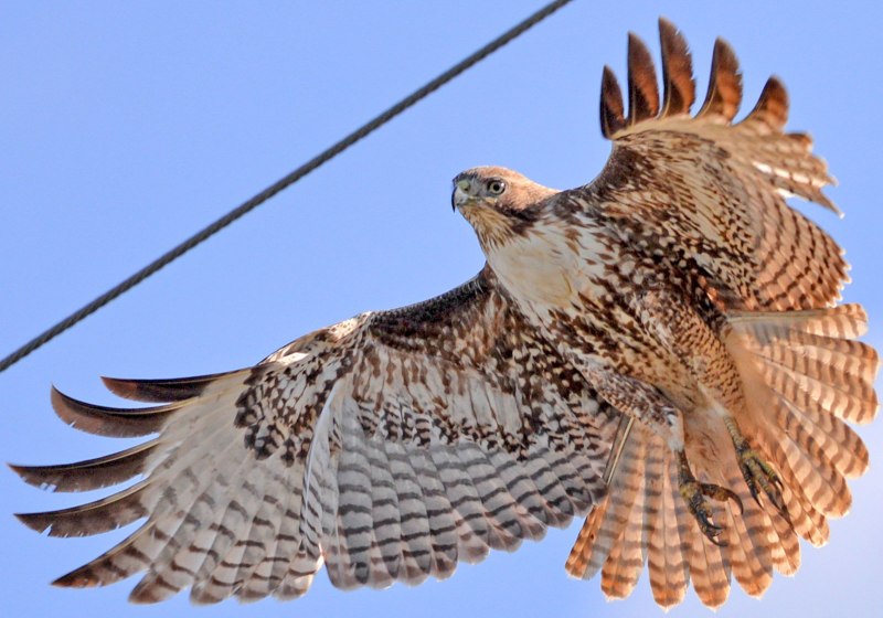 Buteo jamaicensis harlani