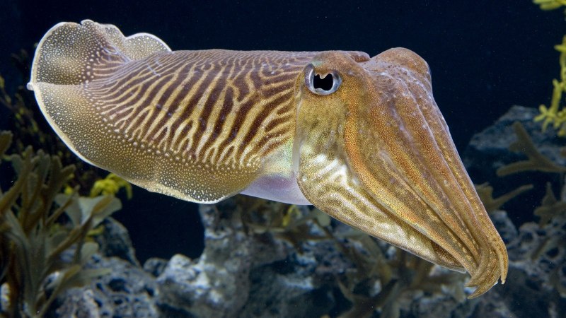 Cefalopodo