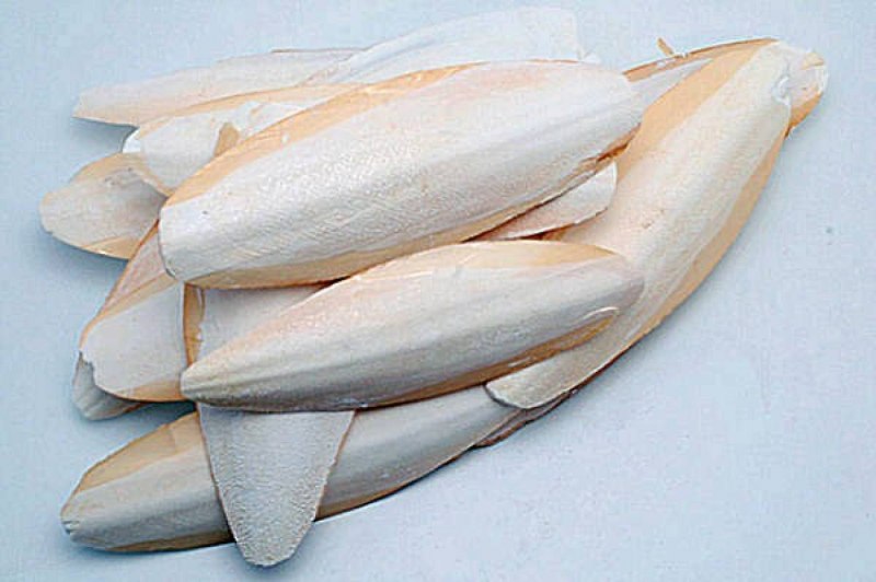 Скелет каракатицы