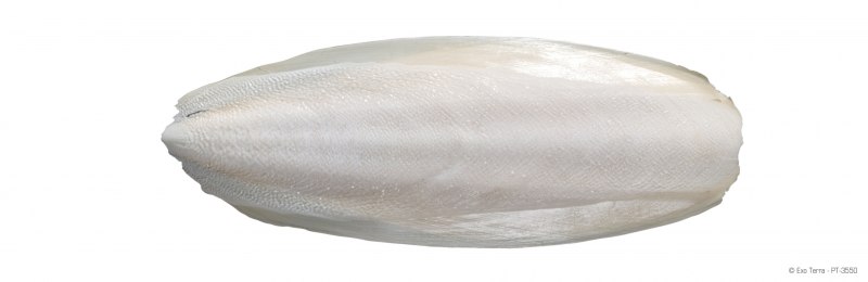 Скелет каракатицы