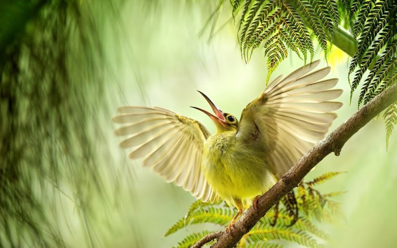 Природа птицы