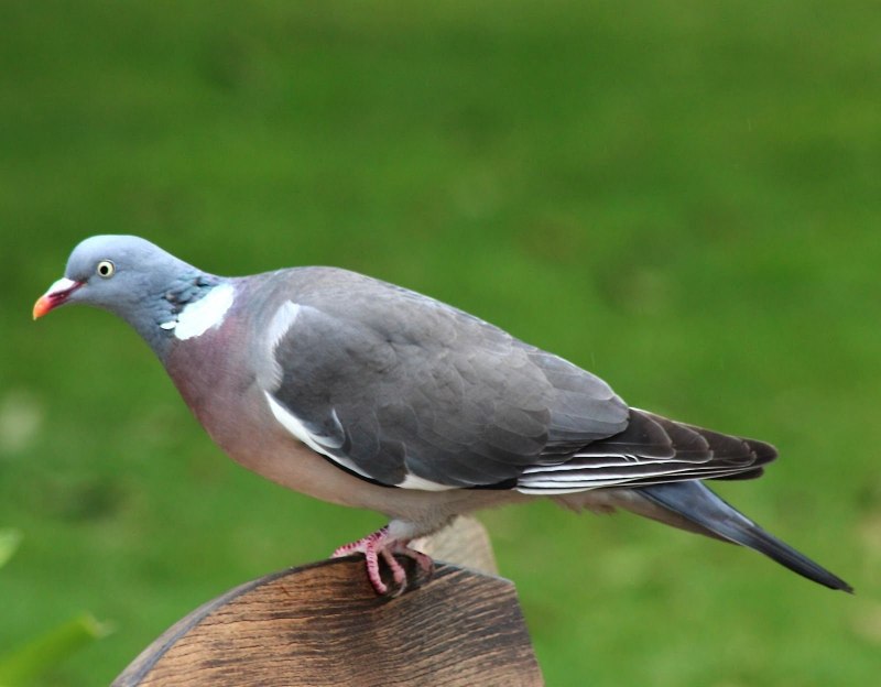 Вяхирь обыкновенный (Columba palumbus)