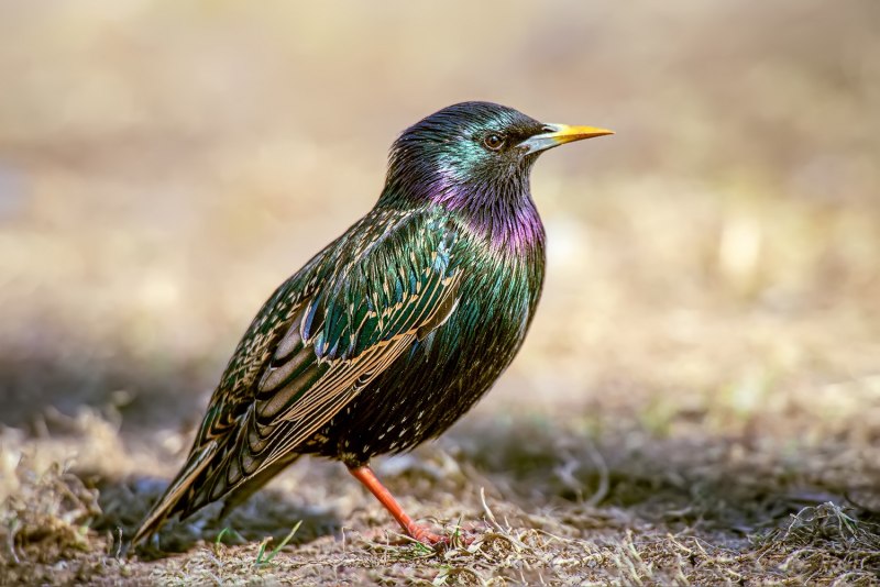 European Starling