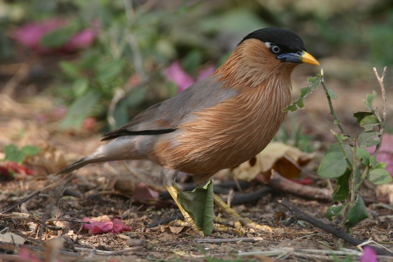 Common Starling