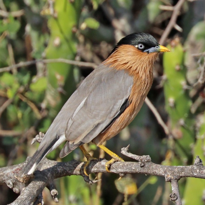 Браминский скворец (Sturnus pagodarum)