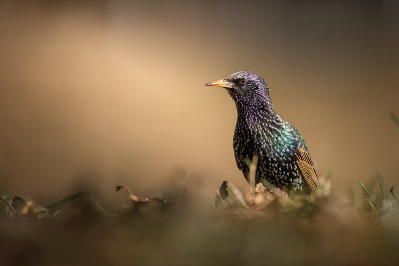 Starling Hub