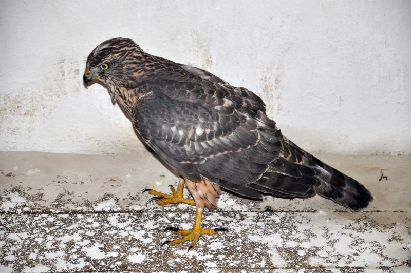 Тетеревятник, или ястреб-тетеревятник Accipiter gentilis