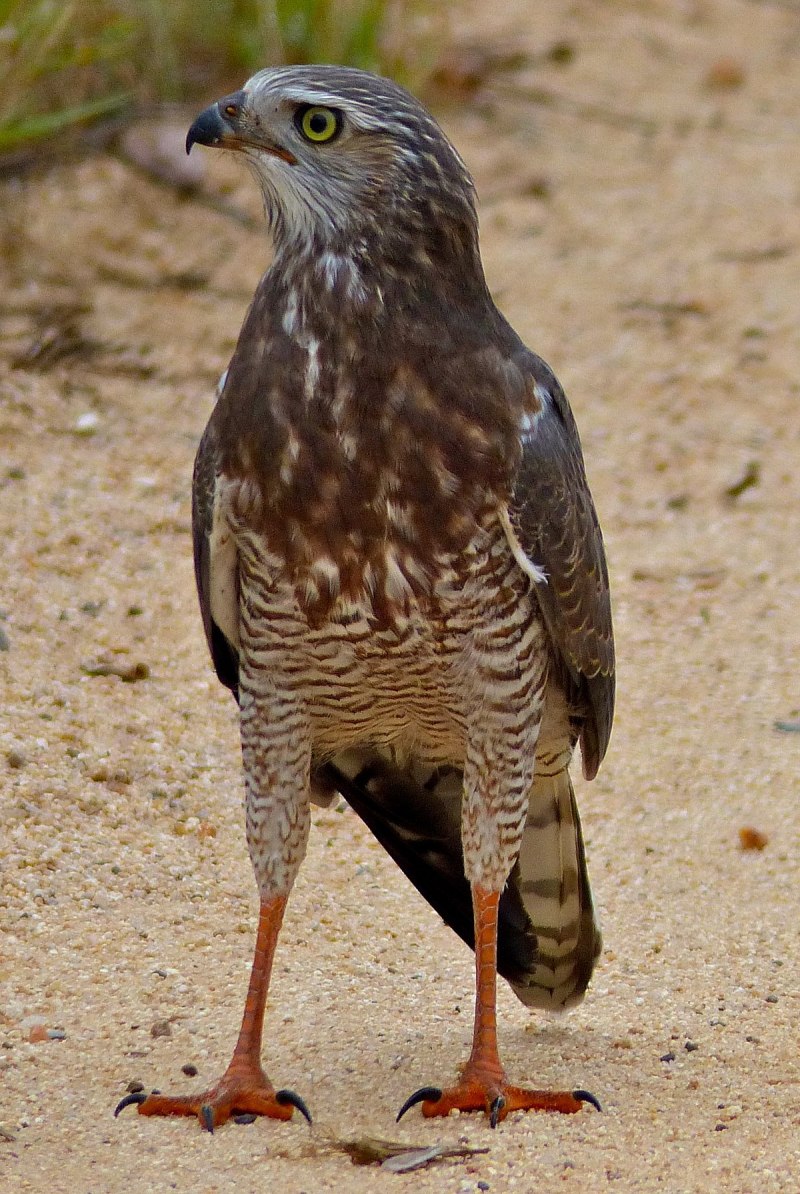 Accipiter nisus перепелятник