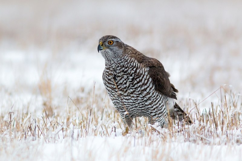 Accipiter nisus перепелятник