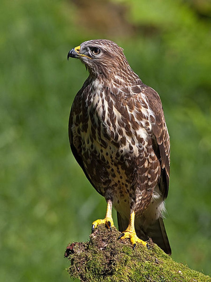Goshawk eating Crow
