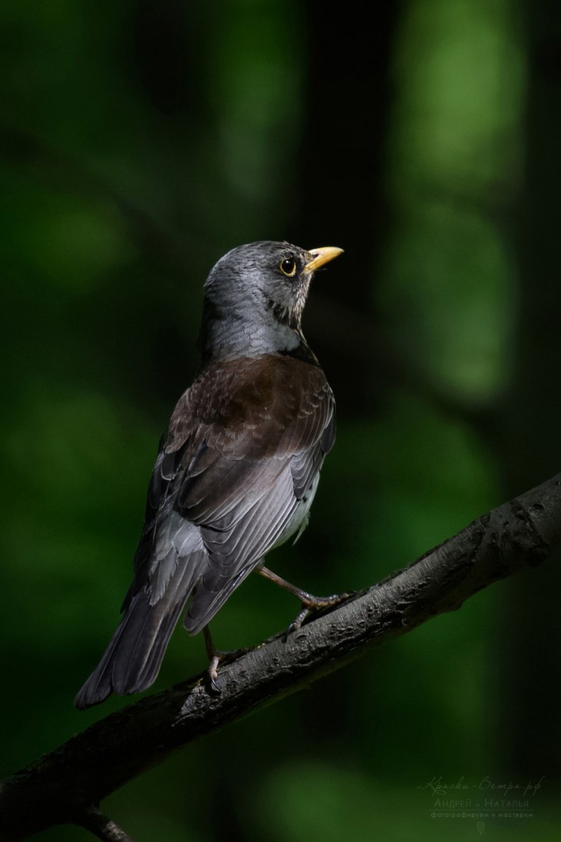 Дрозд-деряба (turdus viscivorus)