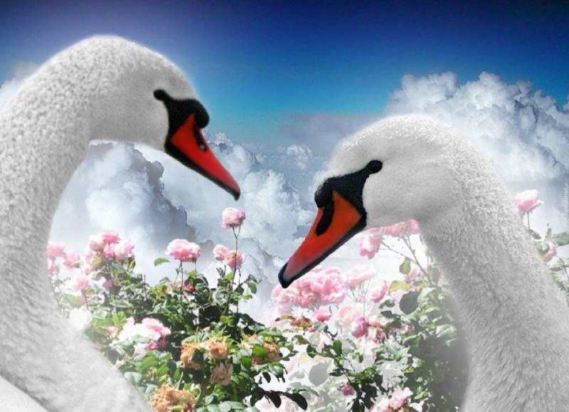Лебеди в цветах