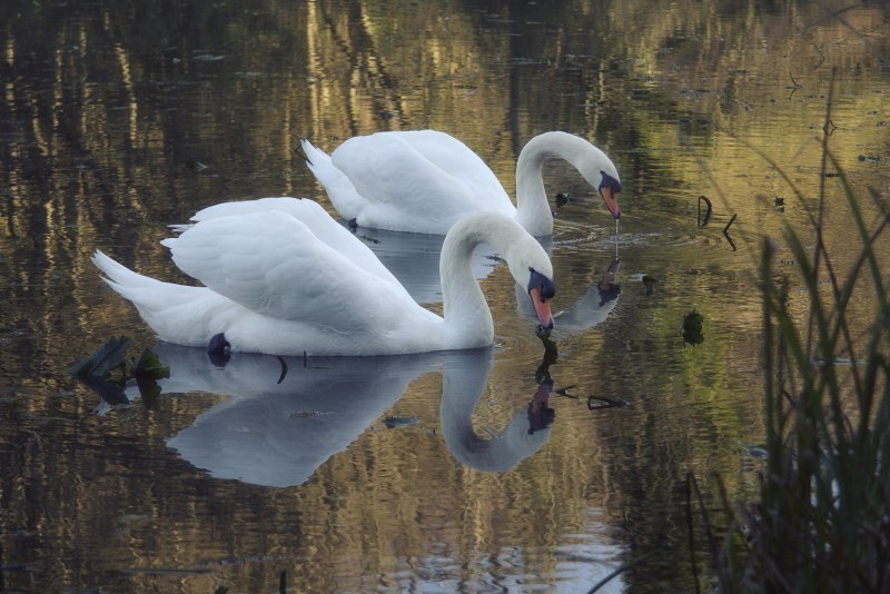 'Лебедь-шипун' (Mute Swan)