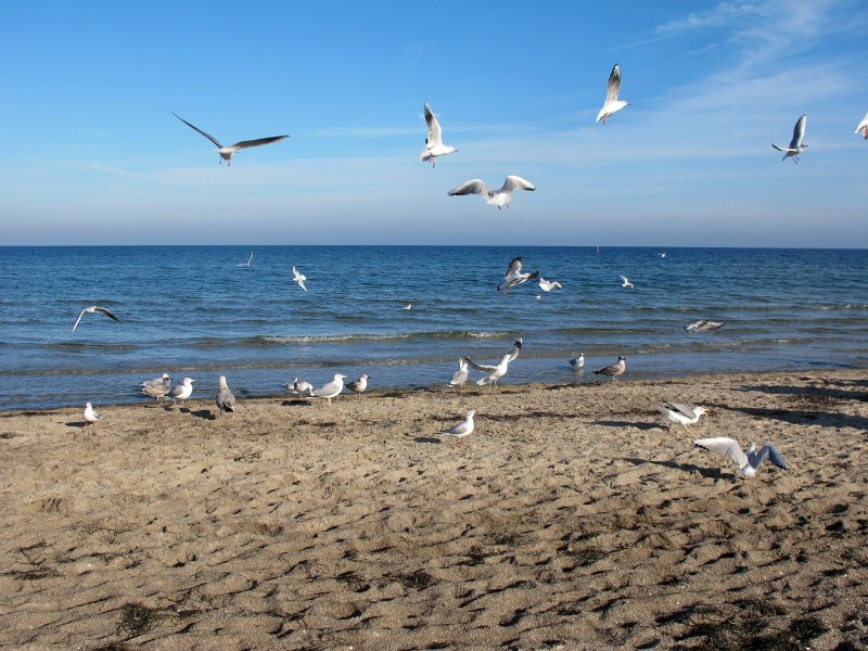 Балтийское море Светлогорск Чайки