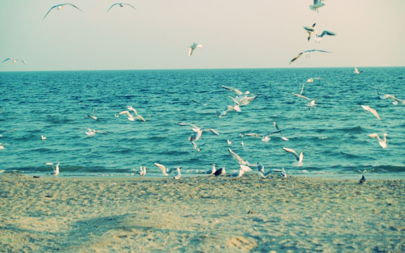 Черное море пляж Адлер