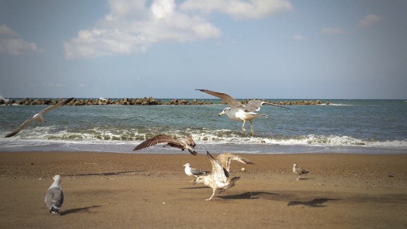Пляж "Чайка" Chaika Beach