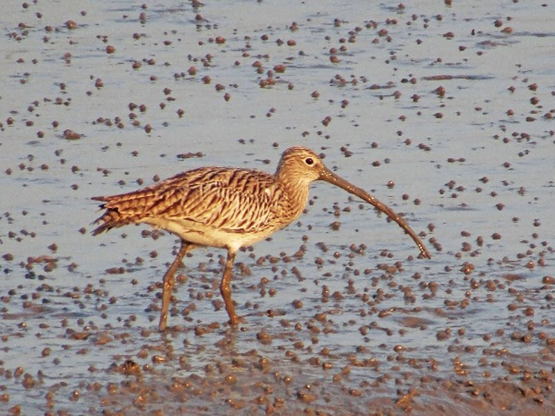 Anarhynchus frontalis