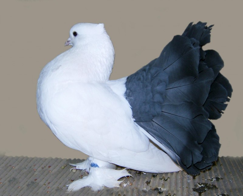 Каптар Павлин