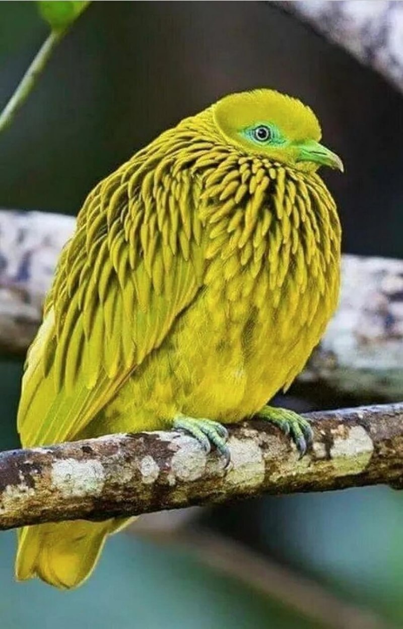 Желто зеленая птица