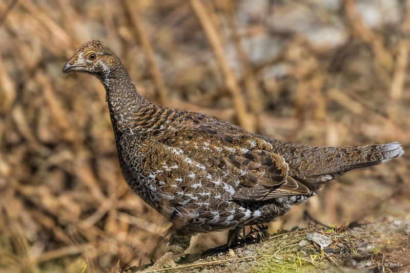 Голубой тетерев / Dendragapus Obscurus