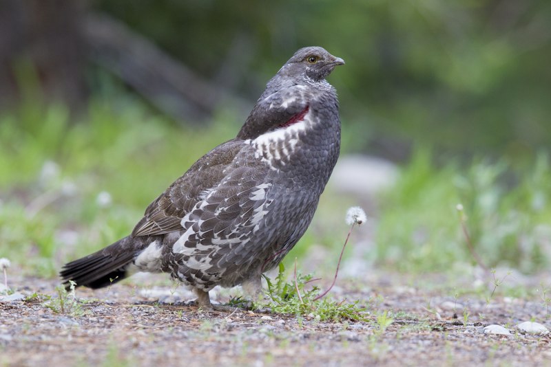 Голубой тетерев / Dendragapus Obscurus