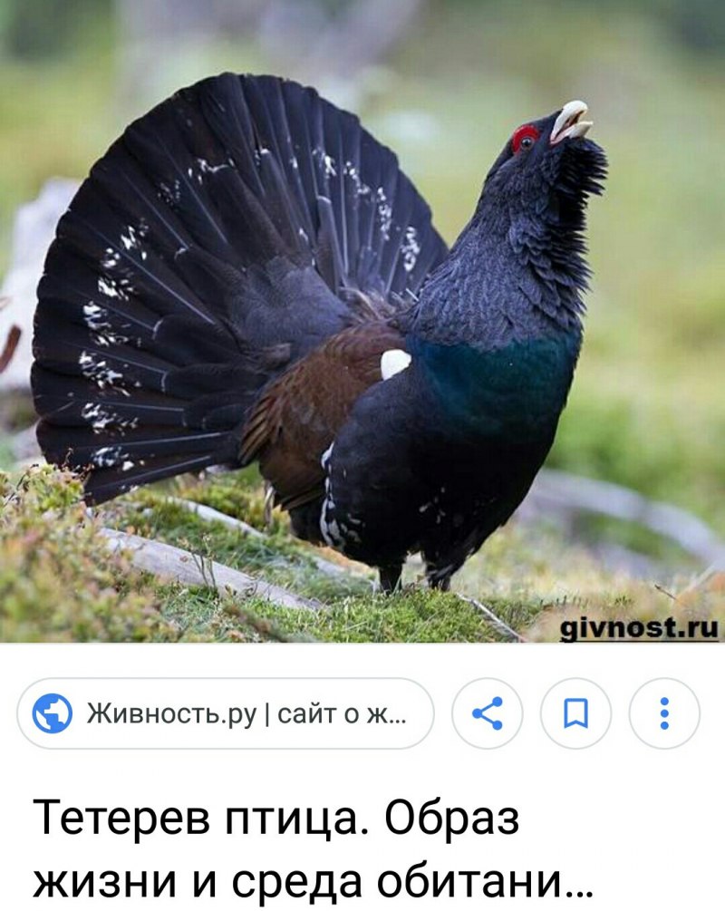 Чернобрюхий Глухарь Tetrao urogallus Major