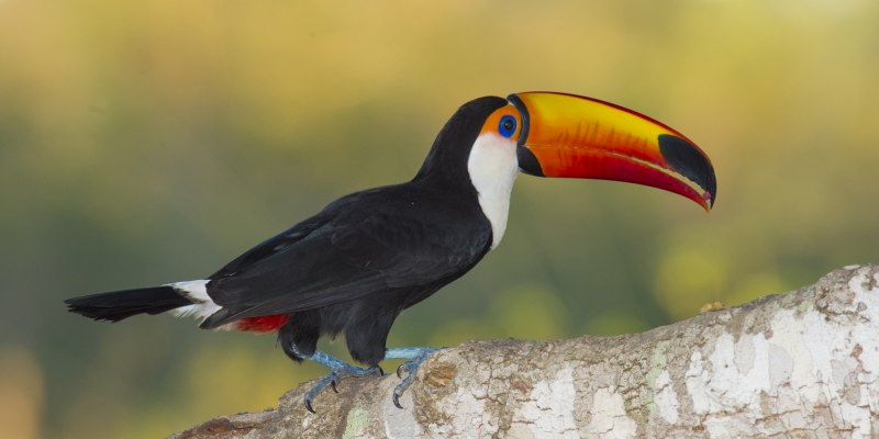 Ramphastos ambiguus