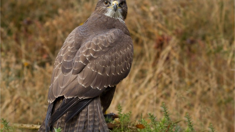 Орёл-карлик (Aquila pennata)