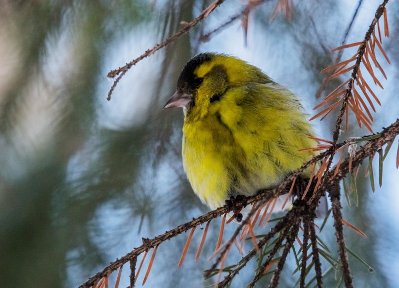 Чиж (Spinus Spinus (Carduelis Spinus))