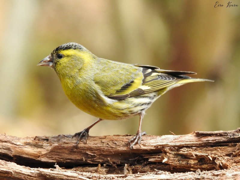 Spinus yarrellii