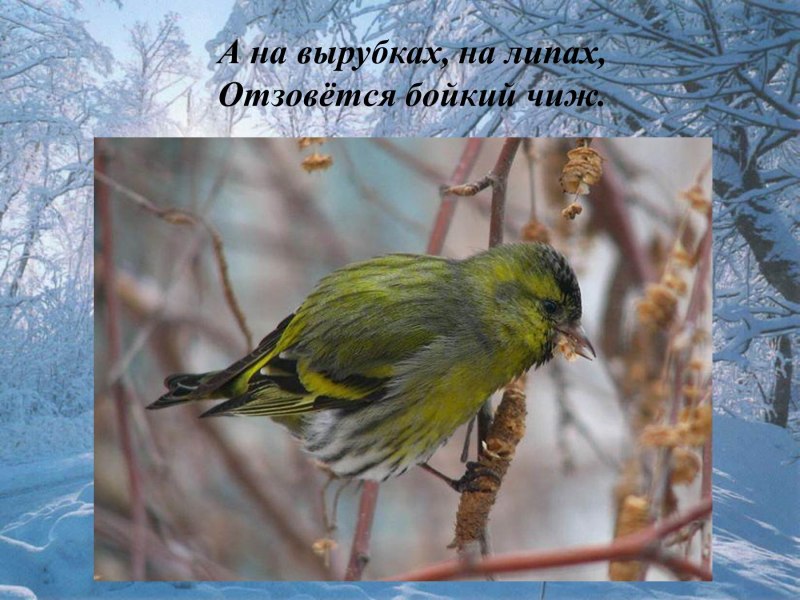 Зимующие птицы Удмуртии Чиж