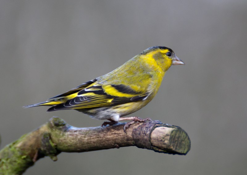 Чиж (Spinus Spinus (Carduelis Spinus))