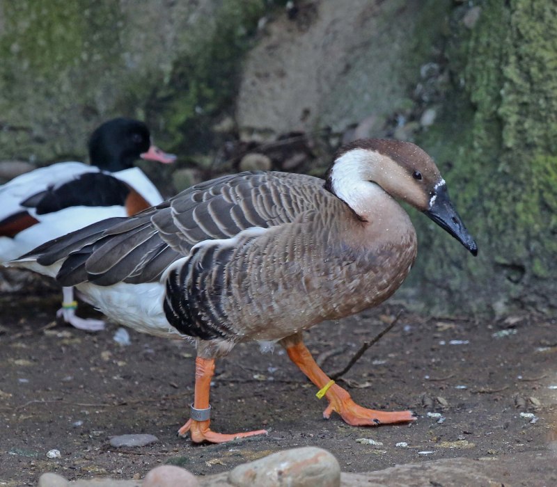 Swan Goose