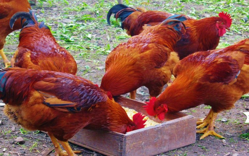 Fat Chicken