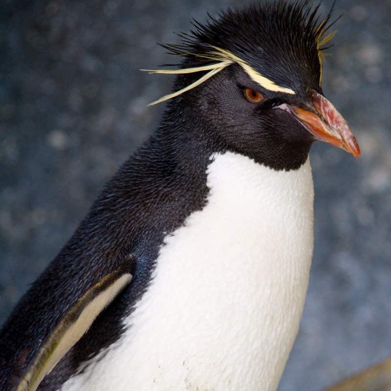 Снэрский хохлатый Пингвин (Eudyptes robustus)