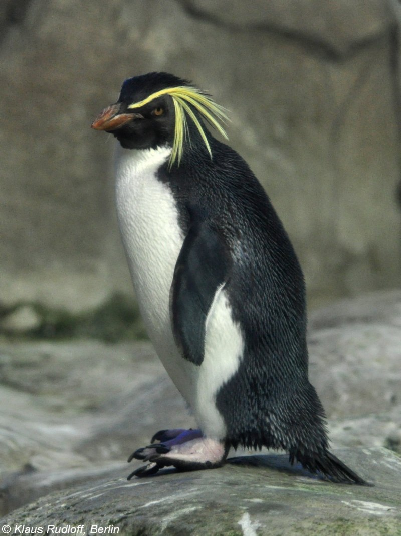 Eudyptes chrysocome