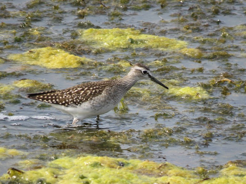 Sandpiper птица