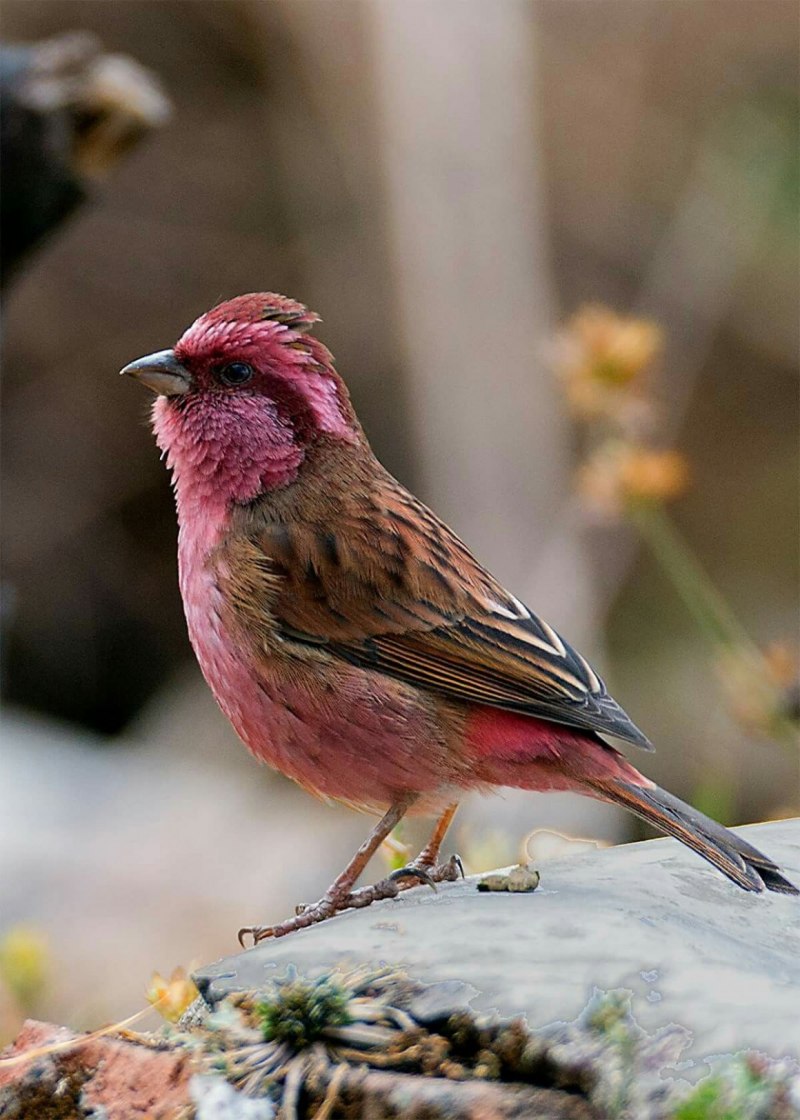 Haemorhous purpureus