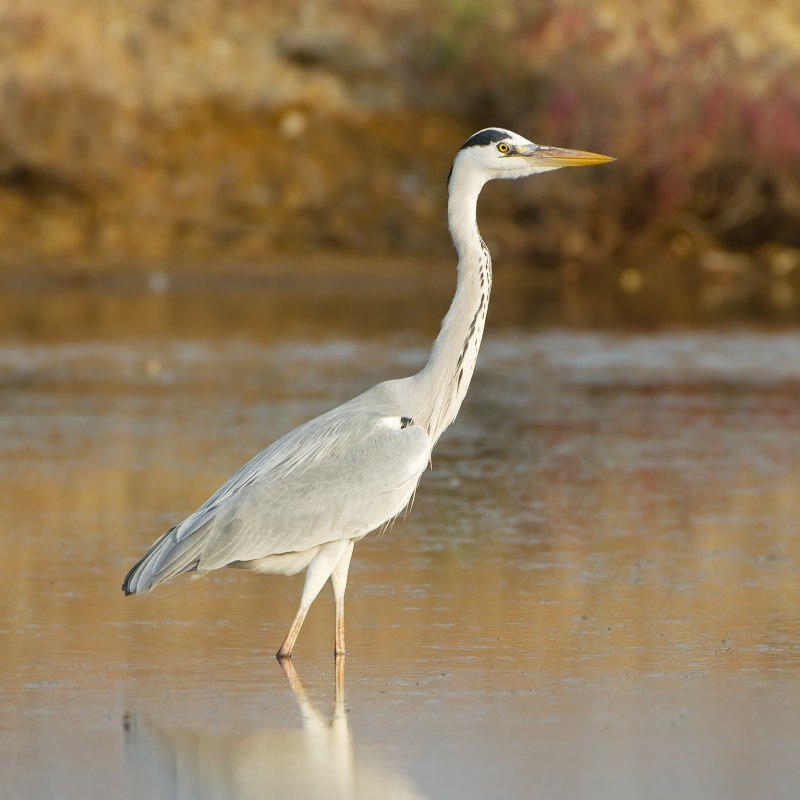 Цапля серая (Ardea cinerea)
