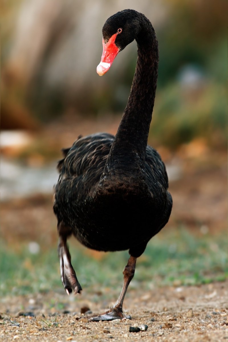 Cygnus atratus
