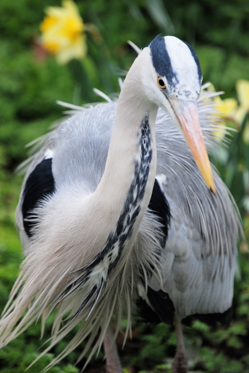 Heron птица