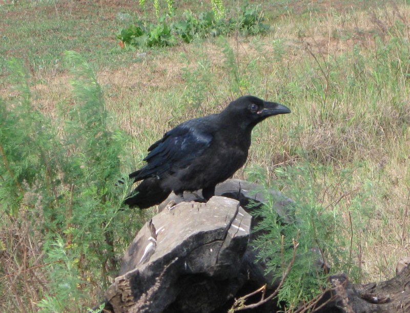 Corvus Corax Corax птицы
