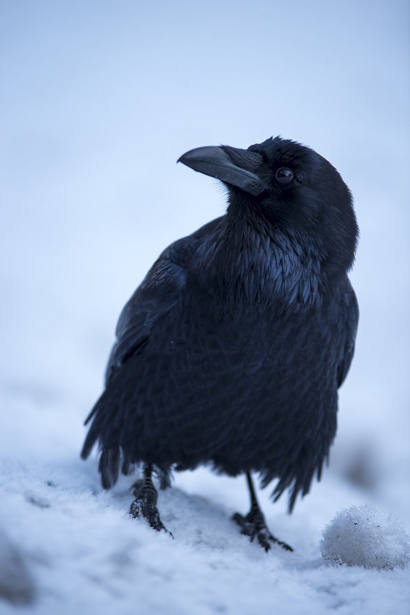 Корвус Коракс птица