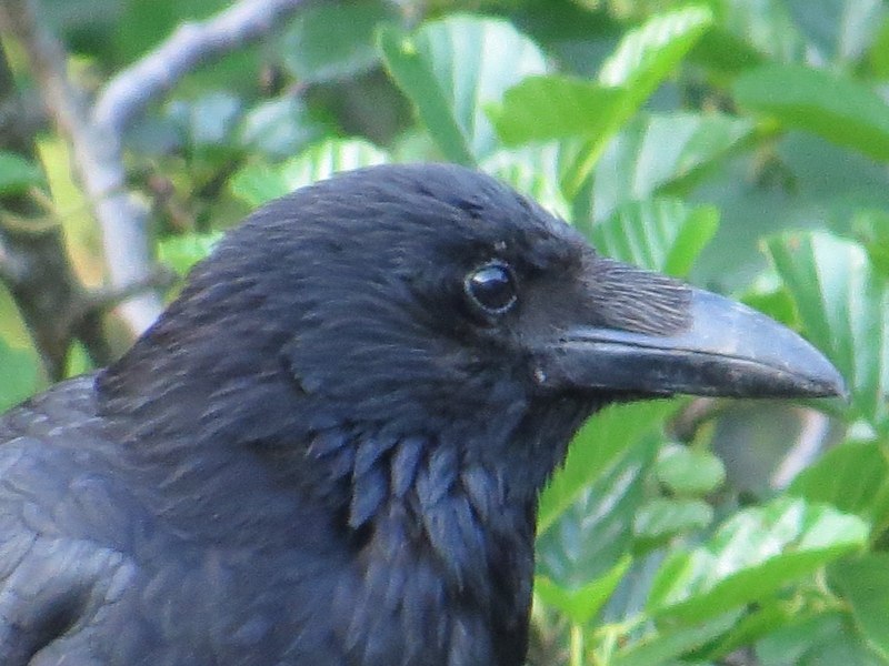 Raven или Crow