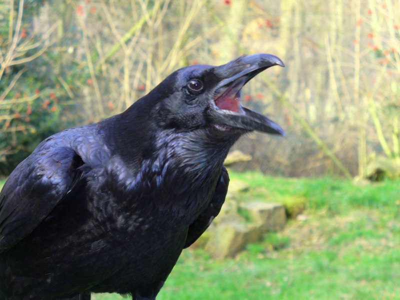 Dwarf Raven