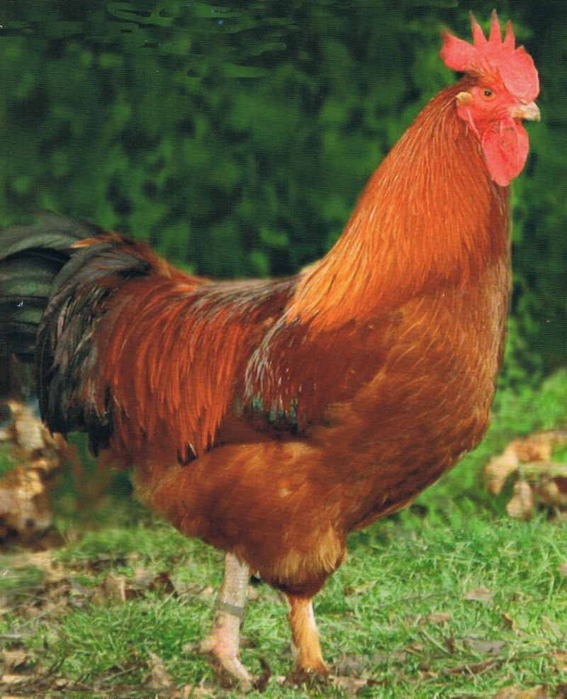 Маран куры